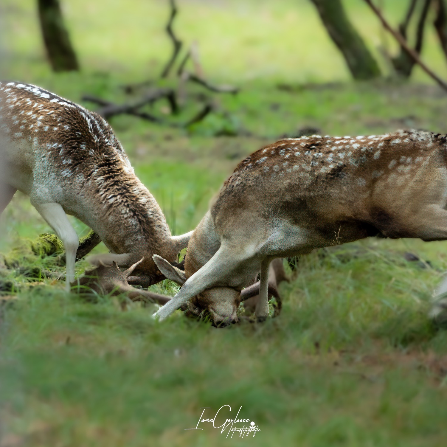 22 oktober 2023 115103  R2A8319 bewerkt